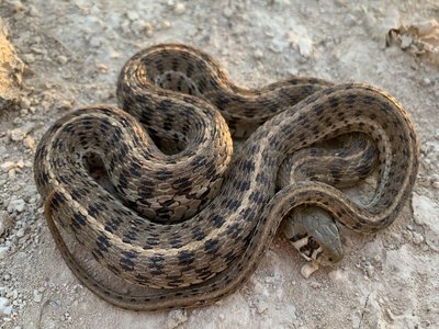 Checkered Garter Snake