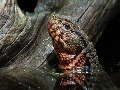 Chinese Crocodile Lizard