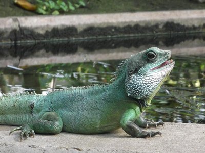 Chinese Water Dragon