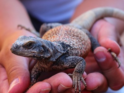Chuckwalla