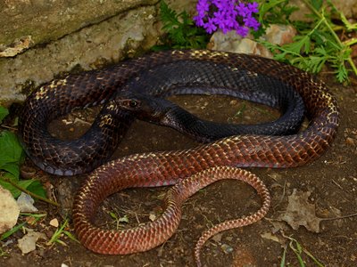 Coachwhip