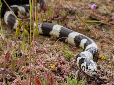 Coastal Garter Snake
