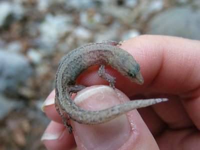 Collared Dwarf Gecko