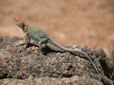 Collared Lizard