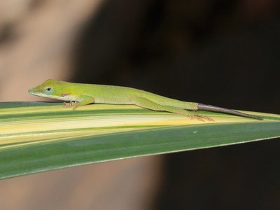 Cuban Anole
