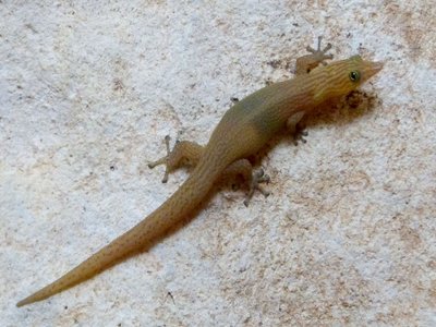Cuban Night Lizard