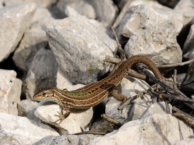Dalmatian Wall Lizard