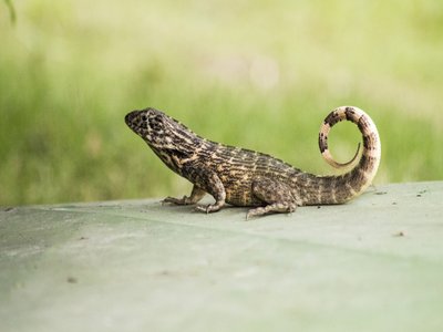 Dani Lizard