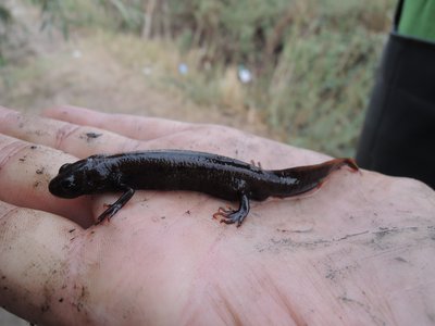 Danube Crested Newt