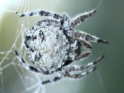 Darwins Bark Spider