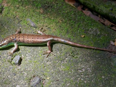 Dasia Olivacea