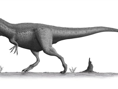 Daspletosaurus
