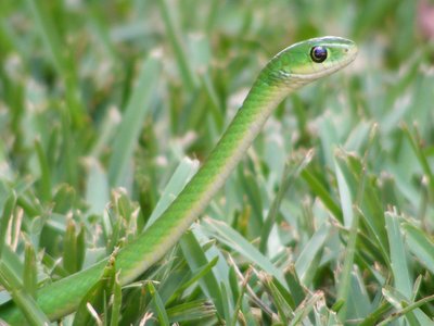 Deacon Snake