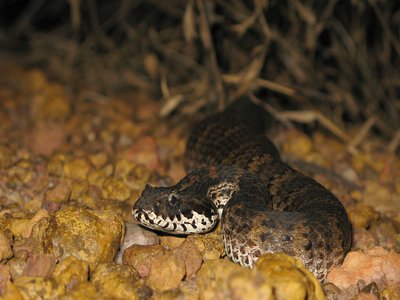 Death Adder