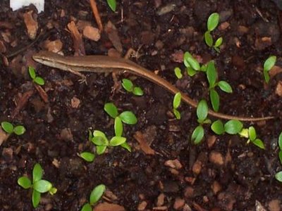Delicate Skink