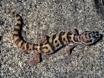 Desert Banded Gecko