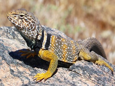 Desert Collared Lizard