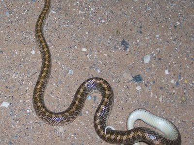 Desert Glossy Snake
