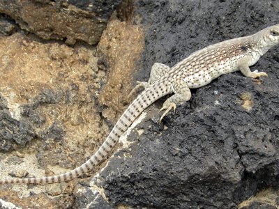 Desert Iguana