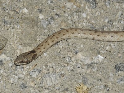 Desert Nightsnake