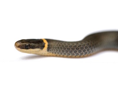 Diadophis Snakes