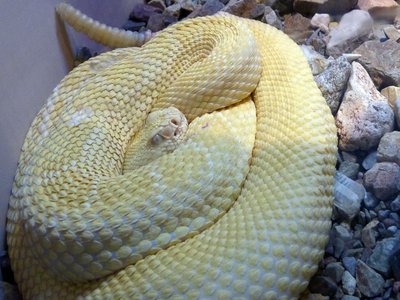 Diamond Rattlesnake