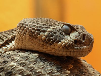 Diamondback Rattlesnake