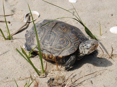 Diamondback Terrapin