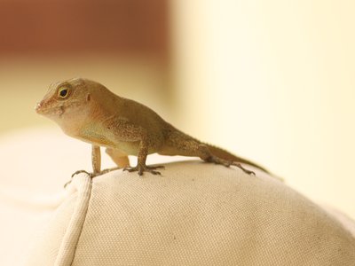 Dominica Anole
