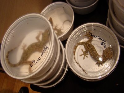 Dragon Gecko
