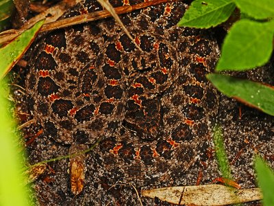 Dusky Pygmy Rattlesnake