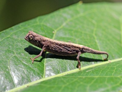 Dwarf Chameleon