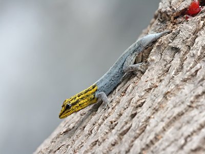 Dwarf Gecko