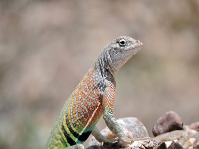 Earless Lizard