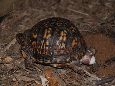 Eastern Box Turtle