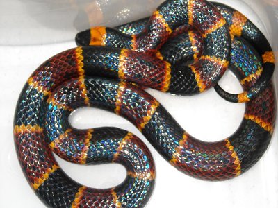 Eastern Coral Snake