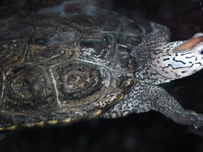 Eastern Diamondback Terrapin