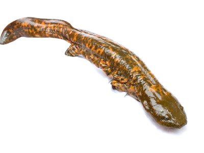 Eastern Hellbender