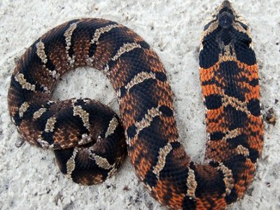 Eastern Hognose Snake