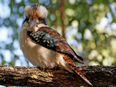 Eastern Kingfisher Snake