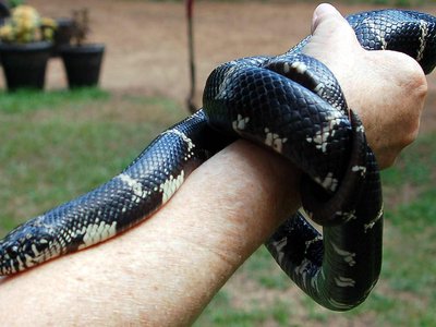 Eastern Kingsnake
