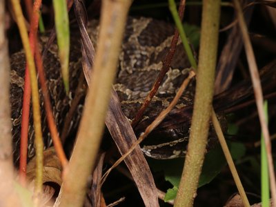 Eastern Massasauga