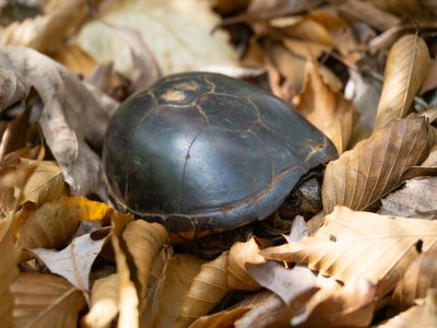 Eastern Mud Turtle
