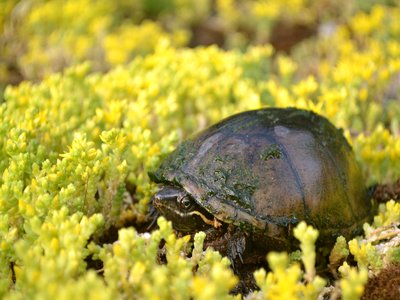 Eastern Musk Turtle