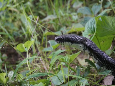 Eastern Ratsnake