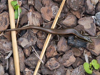 Eastern Skink
