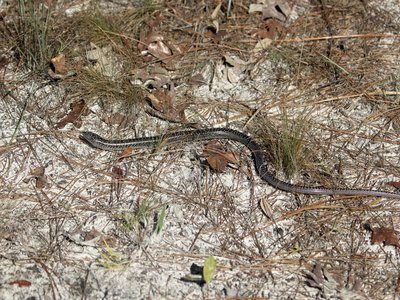 Eastern Slender Glass Lizard