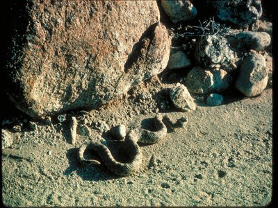 Eastern Speckled Rattlesnake