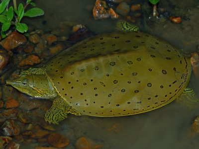 Eastern Spiny Softshell Turtle
