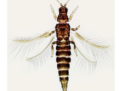 Echinothrips